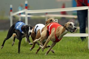 Ставки на собачьи бега: специфика, анализ, стратегии